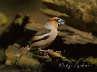 Appelvink [Coccothraustes coccothraustes]